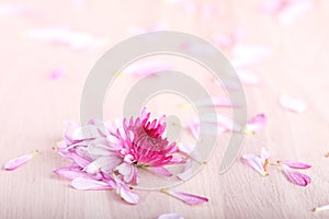 Bruised mum flowers on wooden background