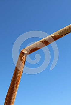 Bruised reed against brilliant blue sky background