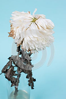 Bruised white Chrysanthemum flower