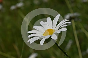 Bruisewort Also Known as the Common Daisy Blooming photo