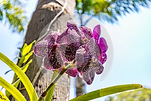 Brumadinho, Minas Gerais, Brazil. View of a orchid at Inhotim