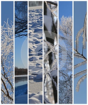 Brumal Icy Forest - Blue and White Winter Cold Vertical Photo photo