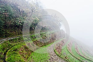 brume on rice terraced fieilds