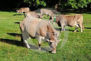 Bruna de los Pirineos cattle in Spain