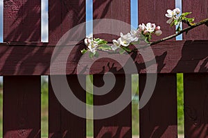 Brunch of apple tree with white flowers and wooden fence on background. Sunny early summer day