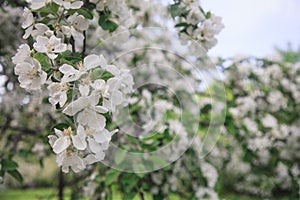 A brunch of blooming apple tree