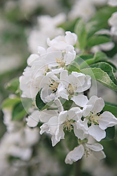 A brunch of blooming apple tree