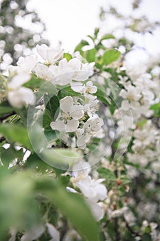 A brunch of blooming apple tree