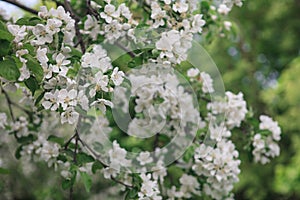 A brunch of blooming apple tree