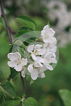 A brunch of blooming apple tree