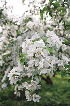 A brunch of blooming apple tree