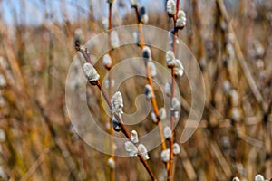 Brunch of the blossoming pussywillow on early spring