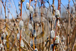 Brunch of the blossoming pussywillow on early spring