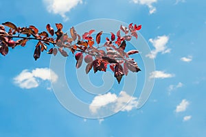 Brunch of dark red leaves with two small red plums with background of bright blue sky and a few light clouds