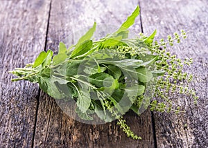 Brunch of holy basil leaf on wooden board