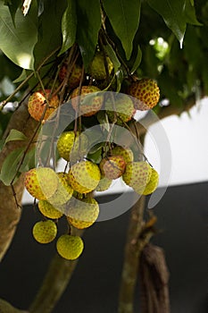 A brunch of Lichi in the tree