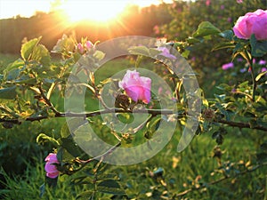 The branch of pink wild rose on the sunset.