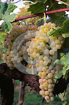 Brunch of trebbiano grapes on the vine Vitis vinifera,
