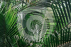 Brunches of palm tree. Green leaves background. Wallpaper with thin palm leaves.