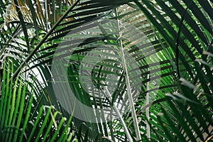 Brunches of palm tree. Green leaves background. Wallpaper with thin palm leaves.