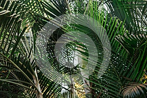 Brunches of palm tree. Green leaves background. Wallpaper with thin palm leaves.