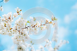 Brunches of white cherry blossom. Blue sky background