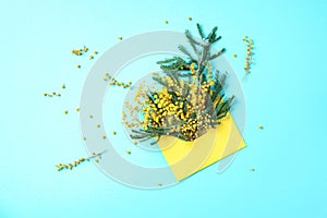 Brunches of yellow mimosa flower in envolope on blue background. Top view. Copy space. Spring and Woman day concept. Spring or