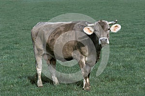 Brune des Alpes Cow, a French Cattle Breed