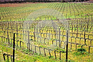 Brunello di Montalcino vineyards photo