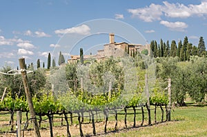 Brunello di Montalcino vineyards