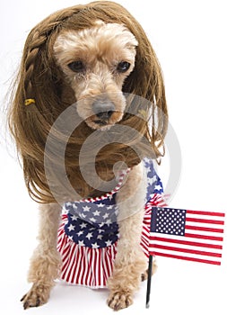 Brunette Patriotic Poodle