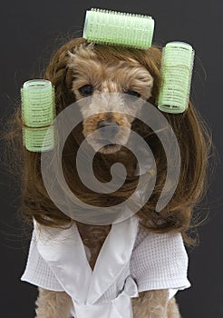 Brunette Poodle With Three Green Curlers