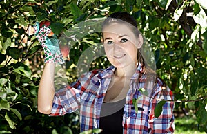 Brunette woman in garden gloves picking apples from tree