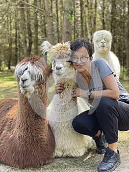Brunette woman playing with cute alpacas at an eco farm in Poland