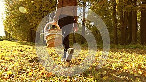 Brunette woman walking through autumn forest holding a picnic basket. Warm sunny day. Slow motion steadicam clip