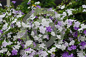 Brunfelsia Australis