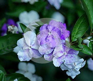 Brunfelsia Latifolia (Pohl) Benth.