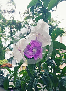 Brunfelsia pauciflora,Brazil raintree, beautiful white and purple flowers in a tree