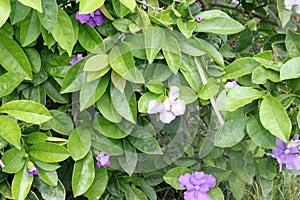 Brunfelsia pauciflora, Yesterday-today-and-tomorrow