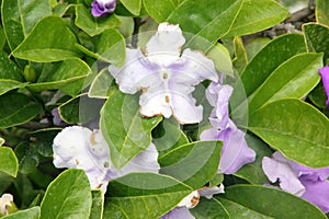 Brunfelsia pauciflora, Yesterday-today-and-tomorrow