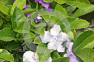 Brunfelsia pauciflora, Yesterday-today-and-tomorrow