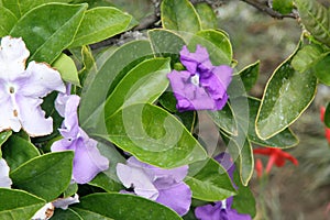 Brunfelsia pauciflora, Yesterday-today-and-tomorrow