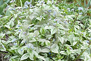 Brunnera flower