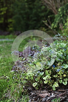 brunnera \