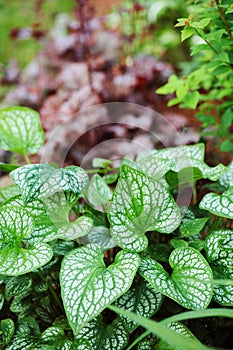 Brunnera `Jack Frost` planted in mixed border in combination with red heucheras