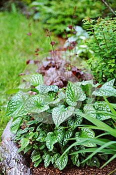 Brunnera `Jack Frost` planted in mixed border in combination with red heucheras photo