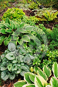 Brunnera Jack Frost planted together with hostas in shady garden.