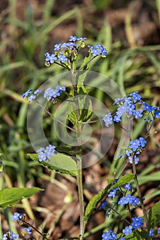 Brunnera macrophylla