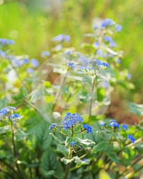 Brunnera macrophylla