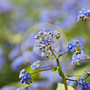 Brunnera macrophylla photo